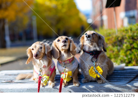 Kaninchen Dachshund walking in the park 122512279