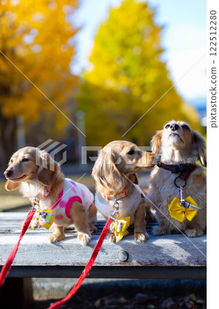 Kaninchen Dachshund walking in the park 122512280