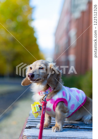 Kaninchen Dachshund walking in the park 122512326