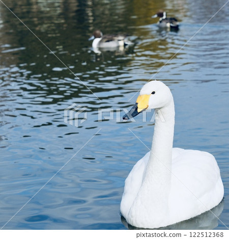 Swans swimming smoothly in the pond, sparkling water surface Swans swimming smoothly in the pond, sparkling water surface 122512368