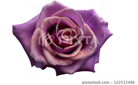 Purple rose transparent material 122512486