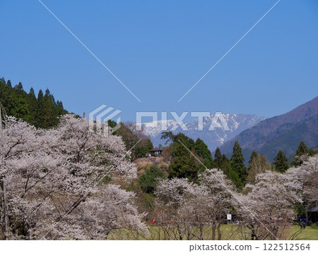 Japan's Three Greatest Cherry Blossoms: Gifu, Neodani Usuzumi Sakura and Snowy Mountains Japan's Three Greatest Cherry Blossoms: Gifu, Neodani Usuzumi Sakura and Snowy Mountains 122512564