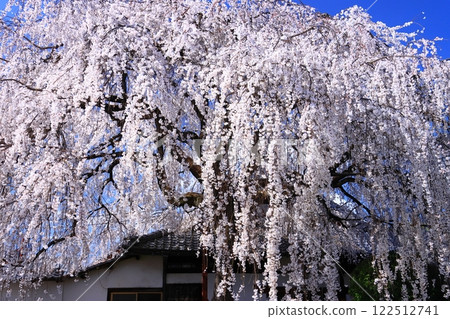 本滿寺境內的垂枝櫻花（京都市中京區） 122512741