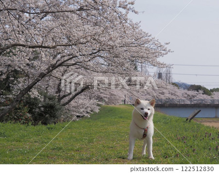 Sakura和Shiba Inu 122512830