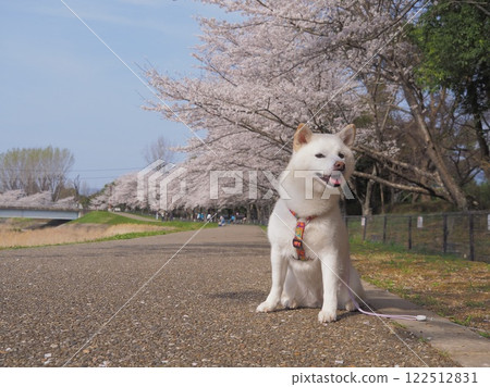 Sakura和Shiba Inu 122512831