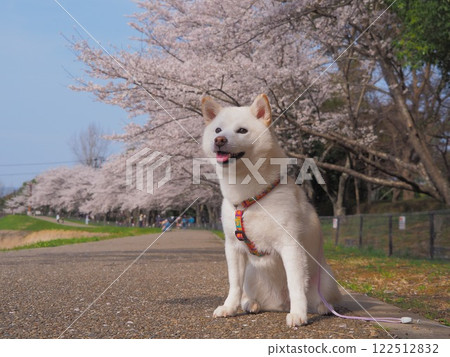 Sakura和Shiba Inu 122512832