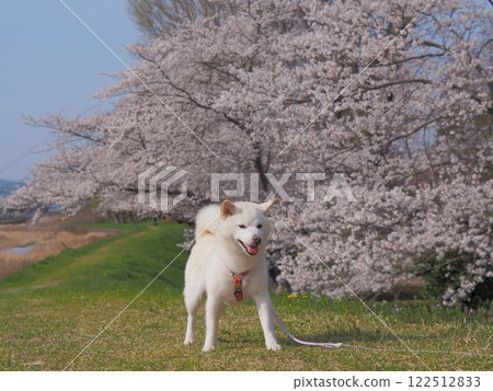 A dog walking in a park with cherry blossoms in full bloom 122512833