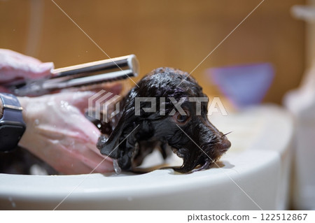 Adorable puppy getting a bath in a sunny bathroom setting 122512867