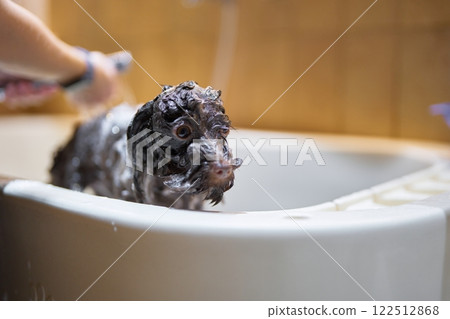 Dog being bathed in a tub by a person at home during the day 122512868