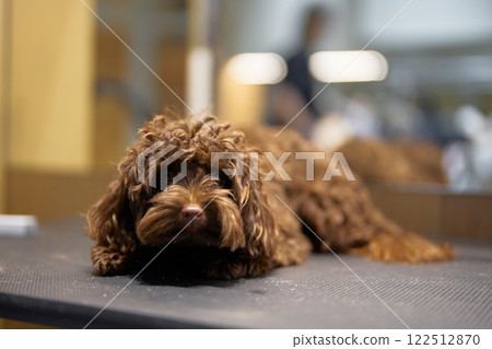 Brown curly-haired dog resting on grooming table in salon 122512870