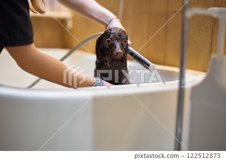 Dog getting a bath at a pet grooming facility in the afternoon 122512873