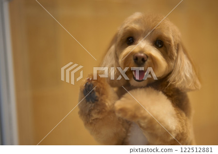 Happy dog playing and looking through a glass enclosure at a pet store 122512881