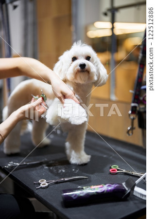 Dog receiving grooming treatment in a well-lit pet salon setting 122512886