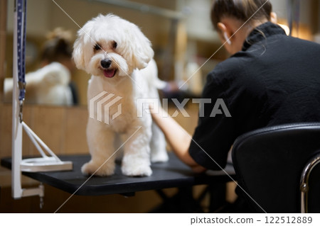 Dog grooming session at a pet salon with a cheerful dog in focus Dog grooming session at a pet salon with a cheerful dog in focus 122512889