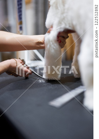 Grooming a fluffy dog with scissors on a tabletop in a bright space Grooming a fluffy dog with scissors on a tabletop in a bright space 122512892