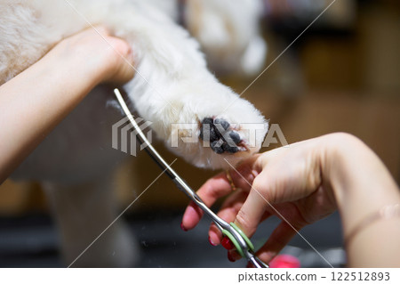 Grooming session focuses on trimming a pets paw in a cozy setting 122512893