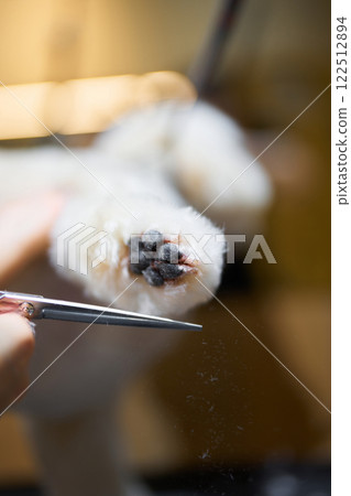 Grooming a pets paw with scissors in a cozy indoor setting 122512894