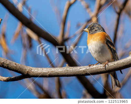 一隻雀科鳥棲息在樹枝上,複製空間 一隻雀科鳥棲息在樹枝上,複製空間 122513965