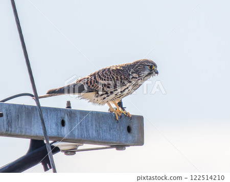 一隻日本鶯棲息在電線桿上 122514210