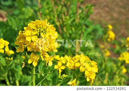 黃色油菜花(冬季、1月) 黃色油菜花(冬季、1月) 122514261