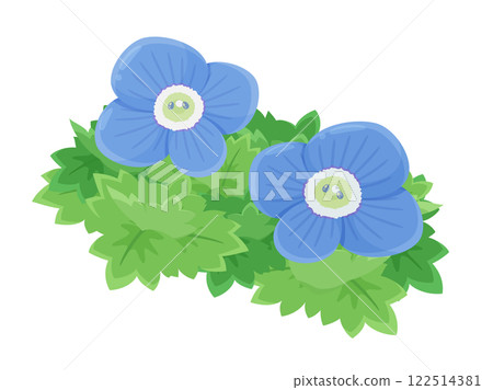Illustration of Persian speedwell Illustration of Persian speedwell 122514381