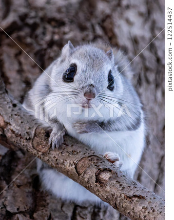 北海道，西伯利亞飛鼠，小動物，可愛 122514437
