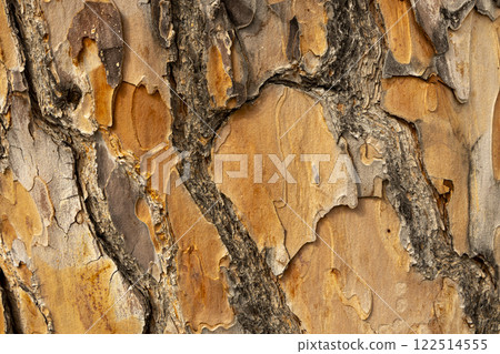 Maritime Pine, Pinus pinaster trunk symbol. Texture made of maritime pine tree bark. Beautiful Maritime Pine, Pinus pinaster trunk background. Conceptual image. Peaceful nature. Maritime Pine, Pinus pinaster trunk symbol. Texture made of maritime pine tree bark. Beautiful Maritime Pine, Pinus pinaster trunk background. Conceptual image. Peaceful nature. 122514555