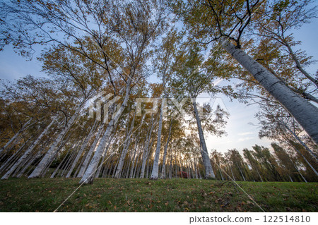 Hokkaido Sapporo Autumn leaves Poplar trees Yellow leaves Autumn Hokkaido Sapporo Autumn leaves Poplar trees Yellow leaves Autumn 122514810