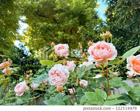Field of pink flowers with green leaves 122514979