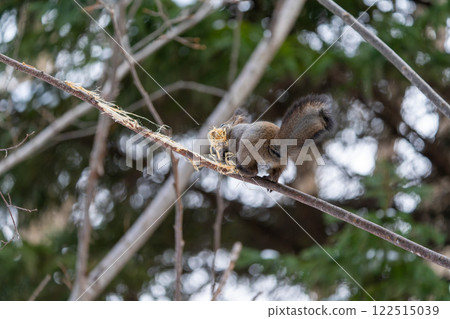 Hokkaido, Hokkaido squirrel, squirrel, animal, small animal, cute 122515039
