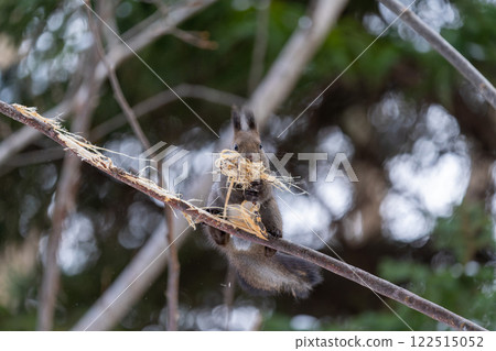 北海道, 北海道松鼠, 松鼠, 動物, 小動物, 可愛 122515052