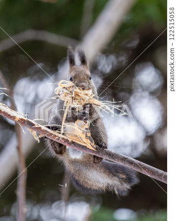 Hokkaido, Hokkaido squirrel, squirrel, animal, small animal, cute 122515058
