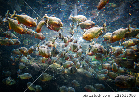 Red bellied piranha fish (Pygocentrus Nattereri) swimming in river water in South America jungle. 122515096