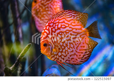 Symphysodon discus in an aquarium on a blue background 122515097