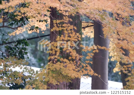 Maple leaves at Hiraoka Shrine in Higashiosaka City 122515152