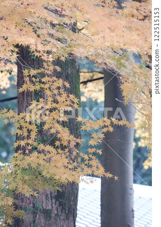 Maple leaves at Hiraoka Shrine in Higashiosaka City 122515153
