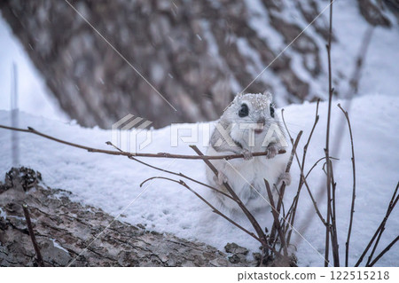Hokkaido, Siberian flying squirrel, small animal, cute Hokkaido, Siberian flying squirrel, small animal, cute 122515218