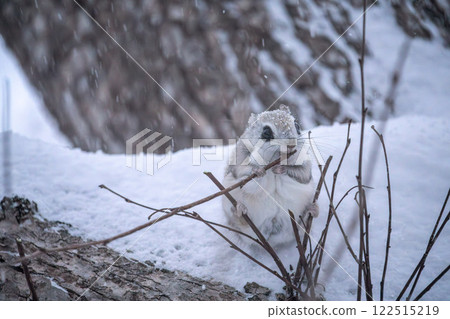 Hokkaido, Siberian flying squirrel, small animal, cute 122515219