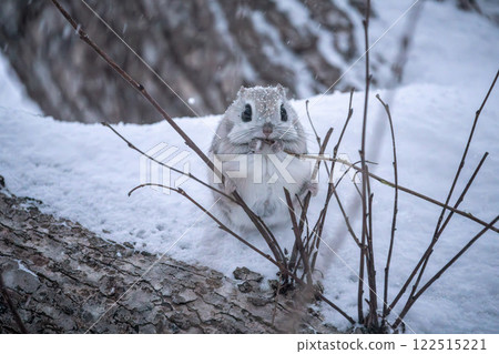北海道，西伯利亞飛鼠，小動物，可愛 122515221