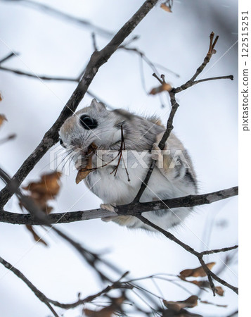 Hokkaido, Siberian flying squirrel, small animal, cute Hokkaido, Siberian flying squirrel, small animal, cute 122515251