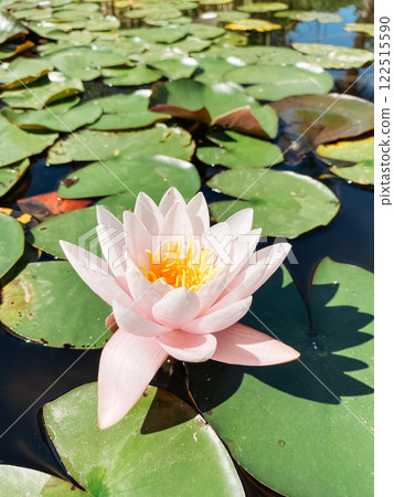 Single pink flower is floating on top of a pond 122515590