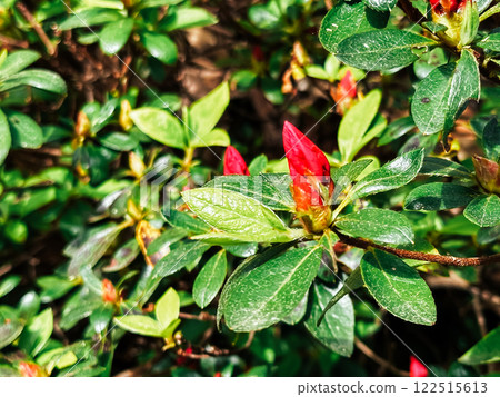 Close up of a leafy plant with a red flower bud 122515613