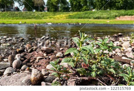 Small plant is growing in the middle of a rocky river bank 122515769