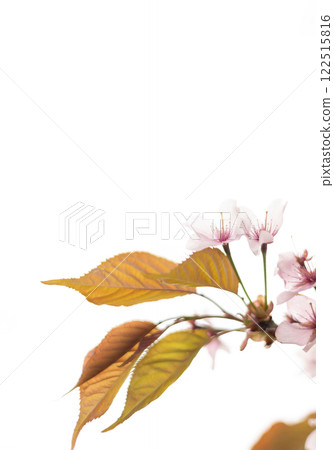 櫻花背景（1） 122515816