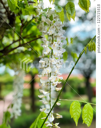 Tree with white flowers is in a park 122515818