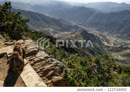 Baboon Encounter in the Mountains of Saudi Arabia 122516002