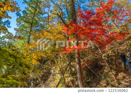 紅葉染紅的飯田市名勝天龍峽的景色（長野縣） 122516062