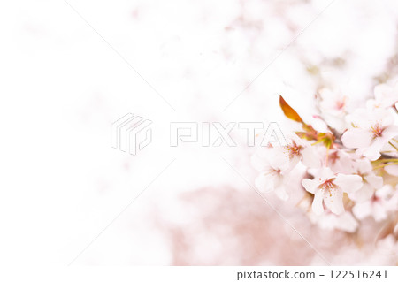 Sakura background (12) Sakura background (12) 122516241