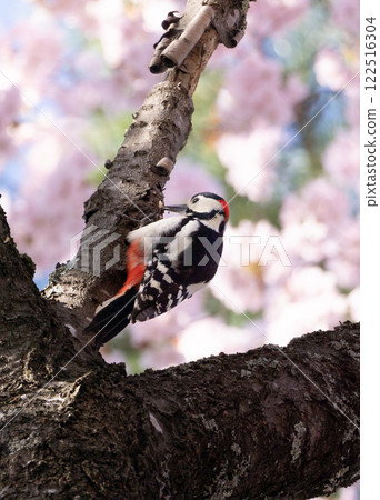 Sakura and Birds (1) 122516304