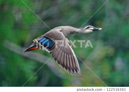 Flapping flap of California Flapping flap of California 122516381
